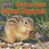 Thirteen-lined_ground_squirrels